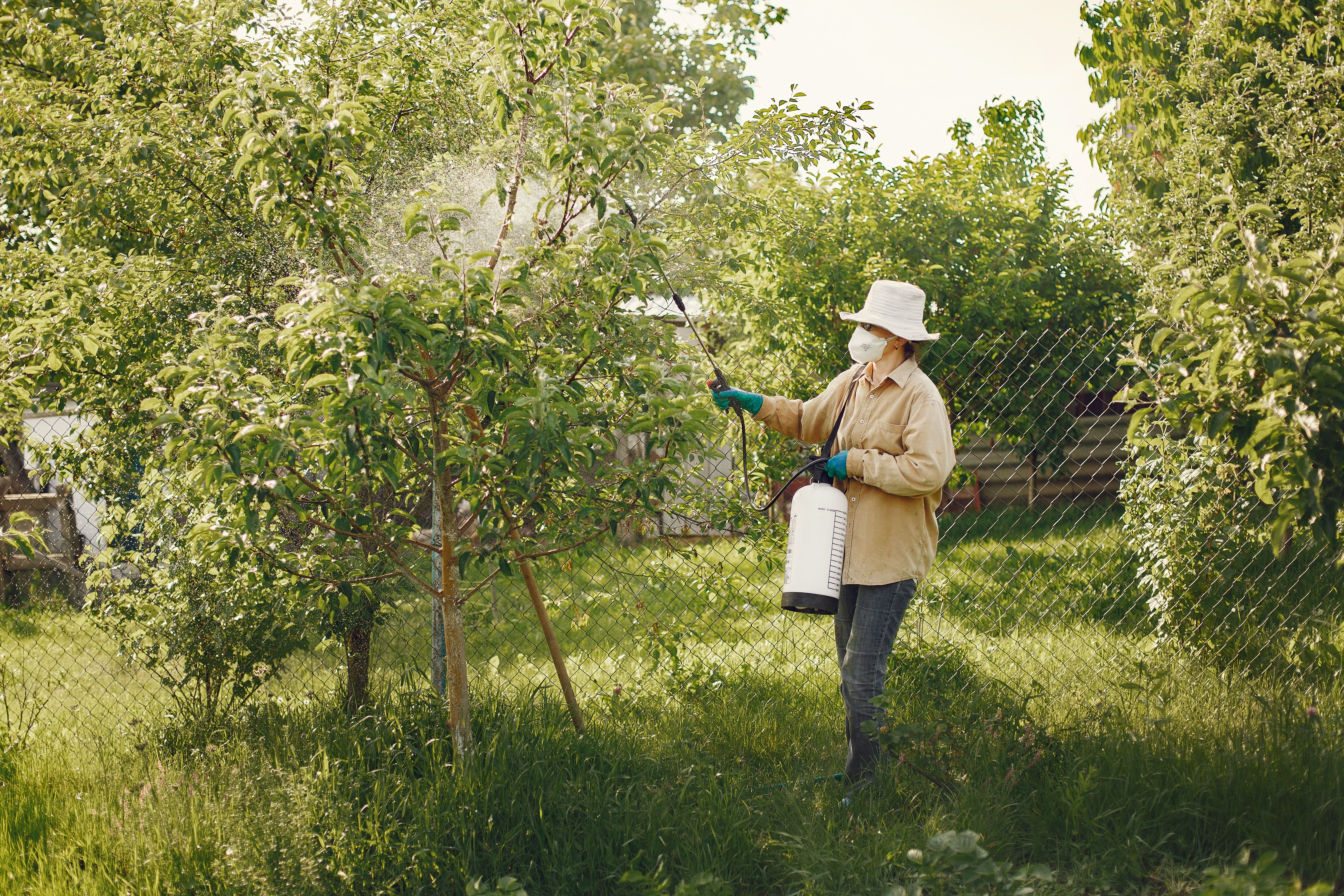 A specialist surveying a stand of Japanese knotweed before treatment